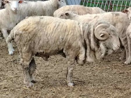 Picture for category for breeding