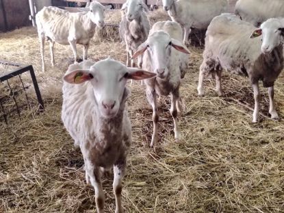 Picture of sheep for slaughter