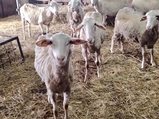 Picture of sheep for slaughter