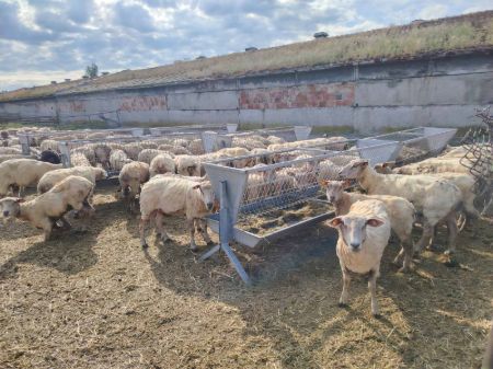 Picture for category lambs
